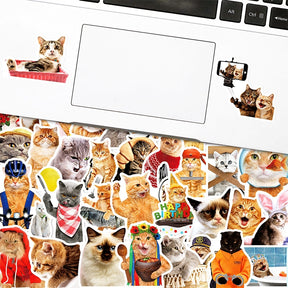 Adorable Pet Collection Realistic Cat Expression Stickers b3