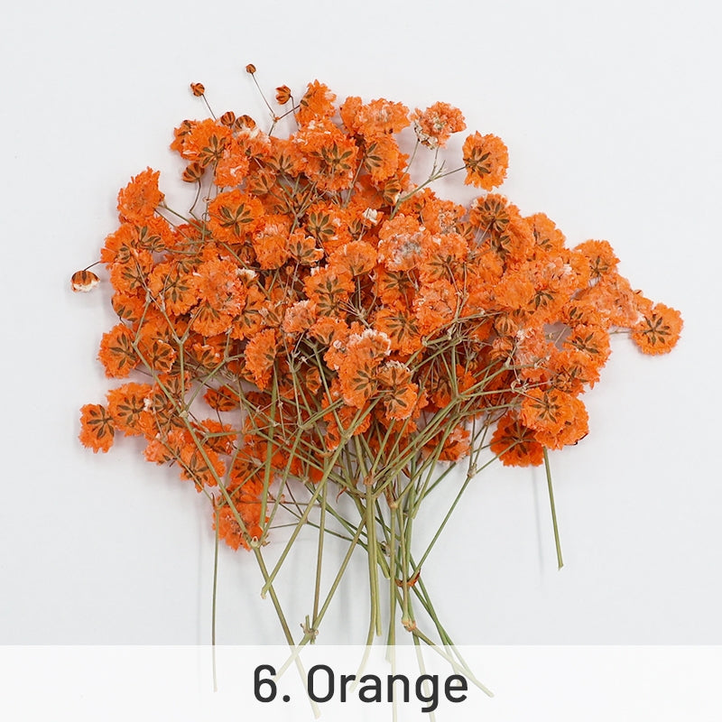 Dried Baby's Breath Orange Flower