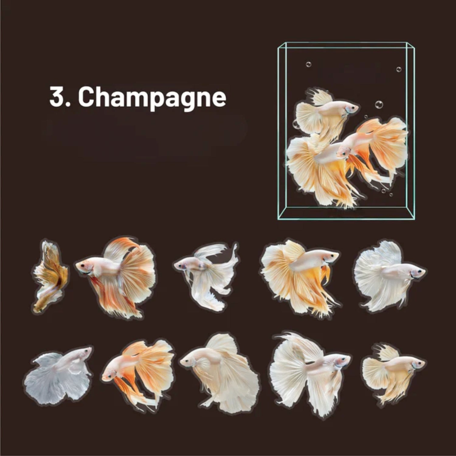 Betta Series Ocean Material Decorative Stickers94