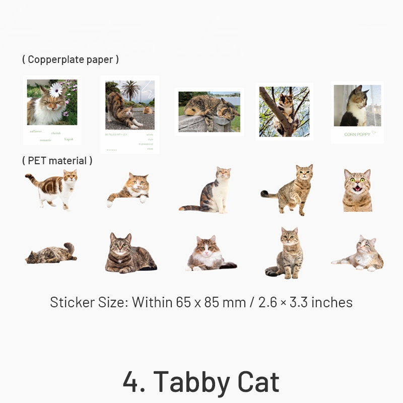 Capturing Cat Cuteness PET Stickers sku-4