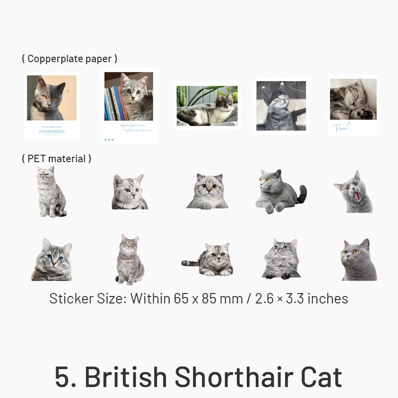 Capturing Cat Cuteness PET Stickers sku-5