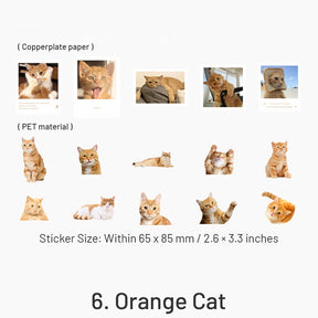 Capturing Cat Cuteness PET Stickers sku-6