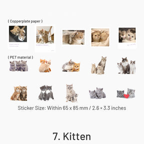 Capturing Cat Cuteness PET Stickers sku-7