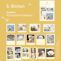 5. Bichon