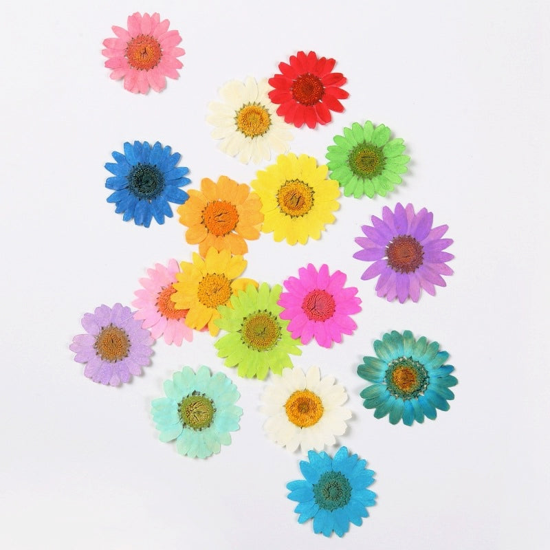 Dried Chrysanthemum Flower Embossed DIY Plant Specimen b2