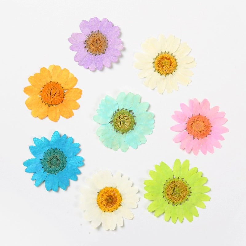 Dried Chrysanthemum Flower Embossed DIY Plant Specimen c