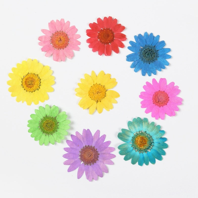 Dried Chrysanthemum Flower Embossed DIY Plant Specimen c2