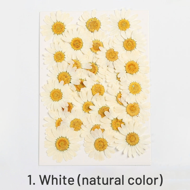 Dried Chrysanthemum Flower Embossed DIY Plant Specimen sku-1