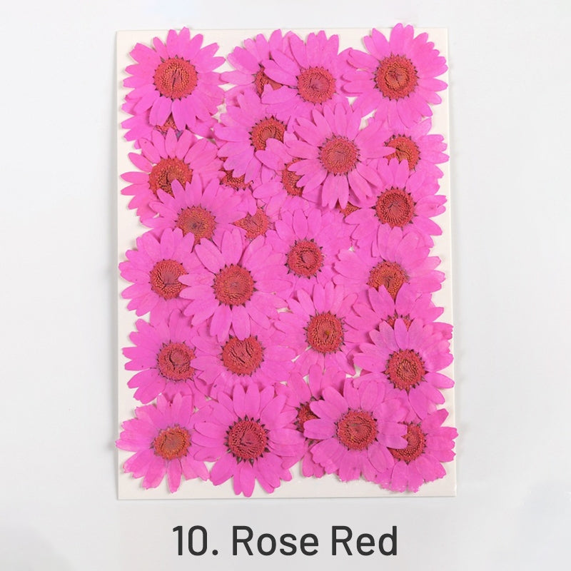 Dried Chrysanthemum Flower Embossed DIY Plant Specimen sku-10