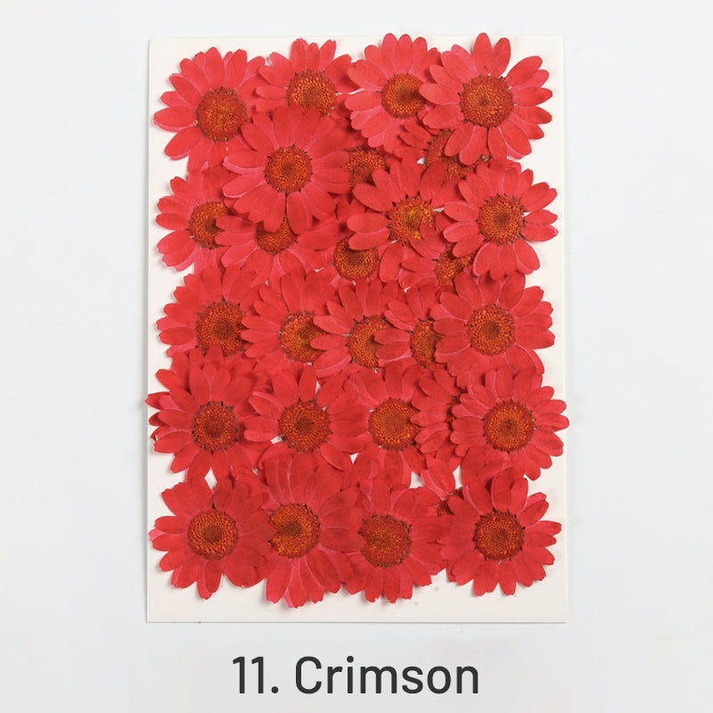 Dried Chrysanthemum Flower Embossed DIY Plant Specimen sku-11