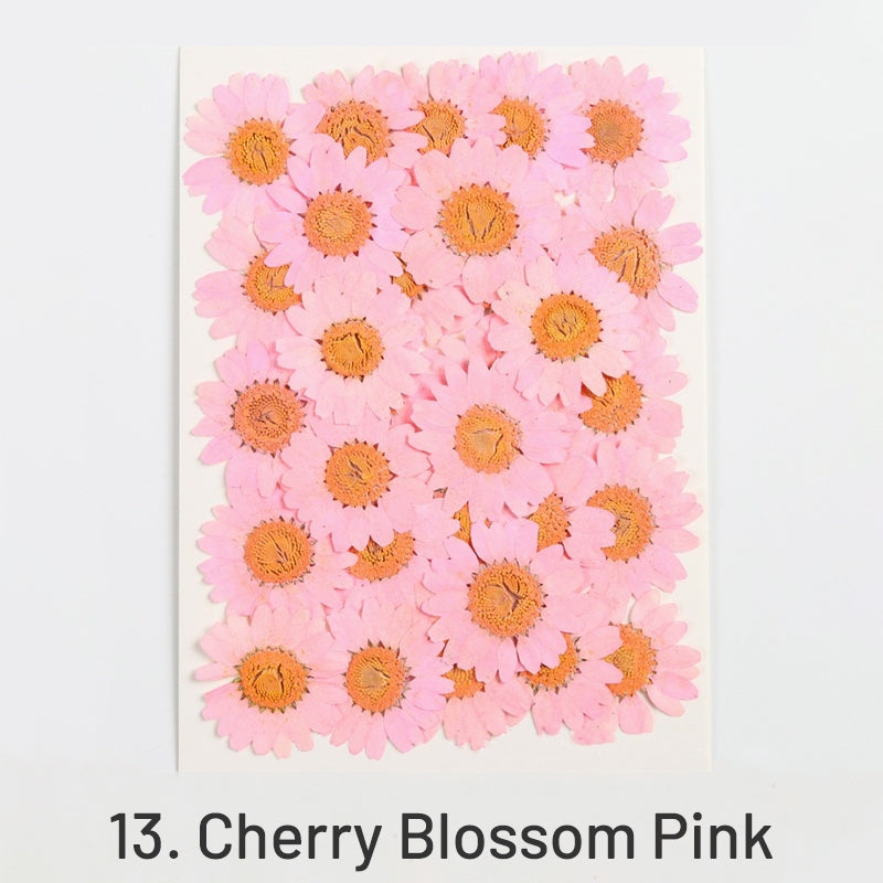 Dried Chrysanthemum Flower Embossed DIY Plant Specimen sku-13