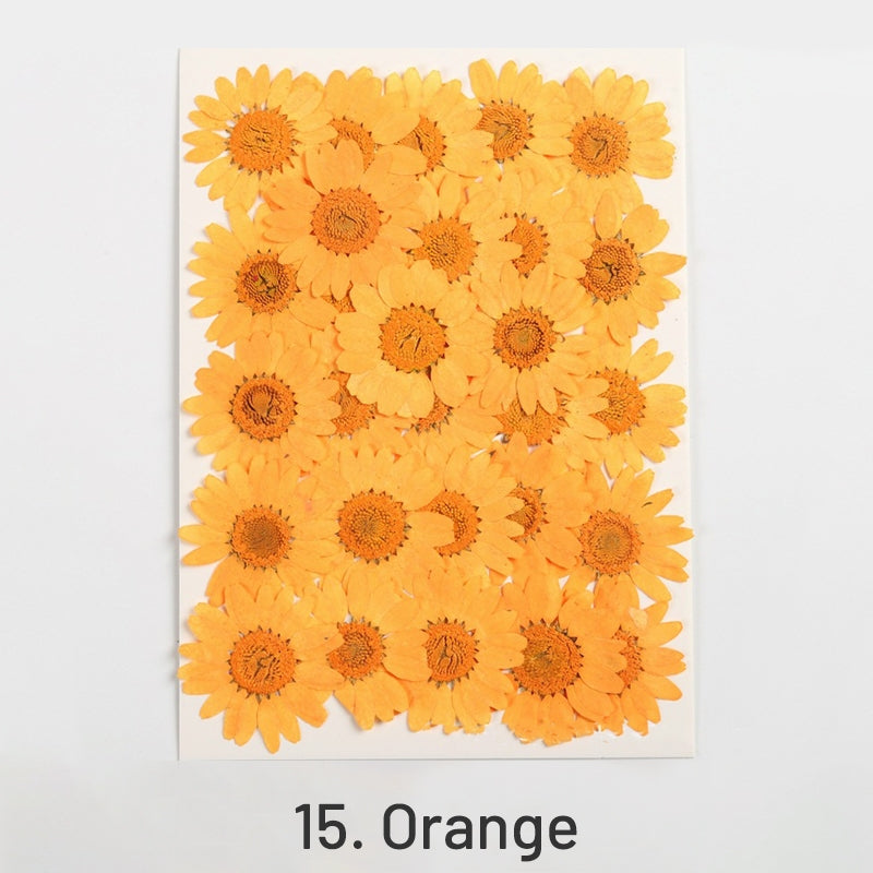 Dried Chrysanthemum Flower Embossed DIY Plant Specimen sku-15