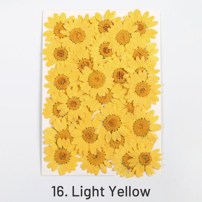 Dried Chrysanthemum Flower Embossed DIY Plant Specimen sku-16