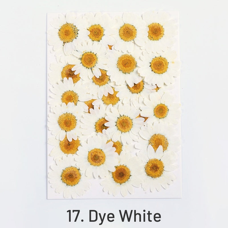 Dried Chrysanthemum Flower Embossed DIY Plant Specimen sku-17