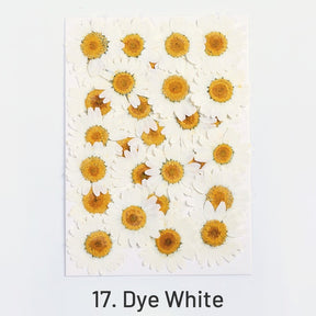 Dried Chrysanthemum Flower Embossed DIY Plant Specimen sku-17