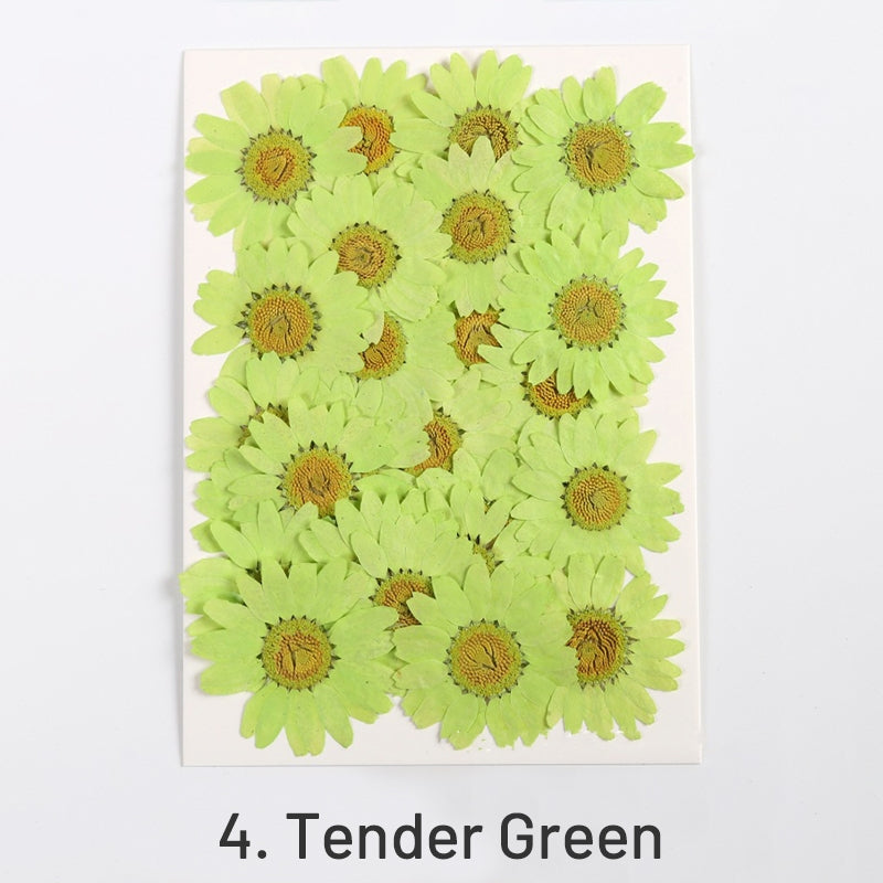 Dried Chrysanthemum Flower Embossed DIY Plant Specimen sku-4