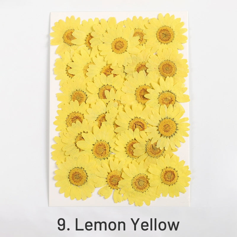 Dried Chrysanthemum Flower Embossed DIY Plant Specimen sku-9