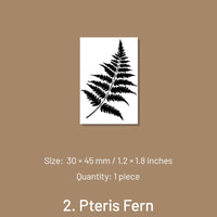 2. Pteris Fern