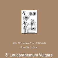 3. Leucanthemum Vulgare