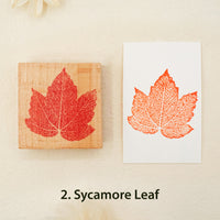 2. Sycamore Leaf