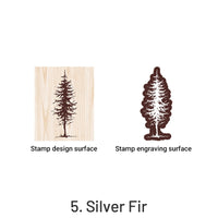 5. Silver Fir