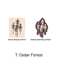 7. Cedar Forest