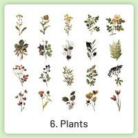 6.Plants