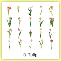 9.Tulip