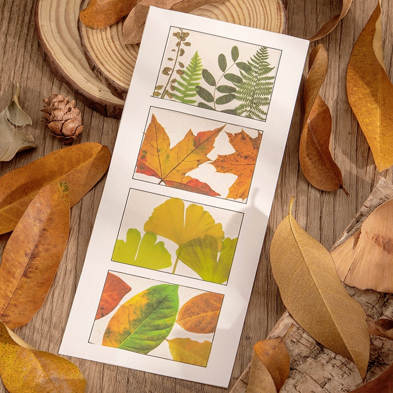 Seasons of Leaves PET Decorative Stickers b2