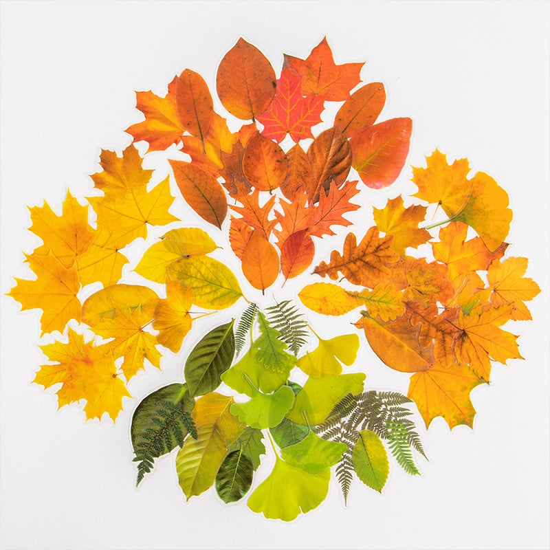 Seasons of Leaves PET Decorative Stickers b