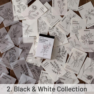 Botanical Decorative Note Paper Set | Minimalist Design by Stamprints
