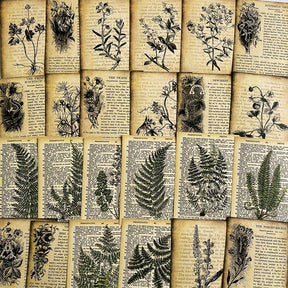 Vintage Botanical Notes Scrapbook Paper a