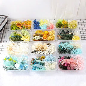 Air-Dried Real Flower Boxed Preserved Floral Material Pack b3