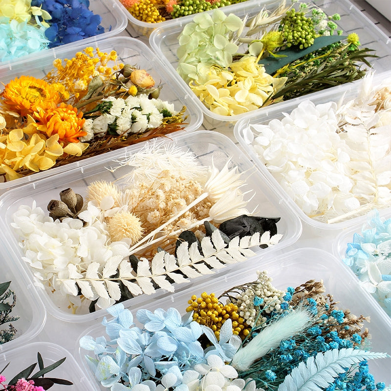 Air-Dried Real Flower Boxed Preserved Floral Material Pack c