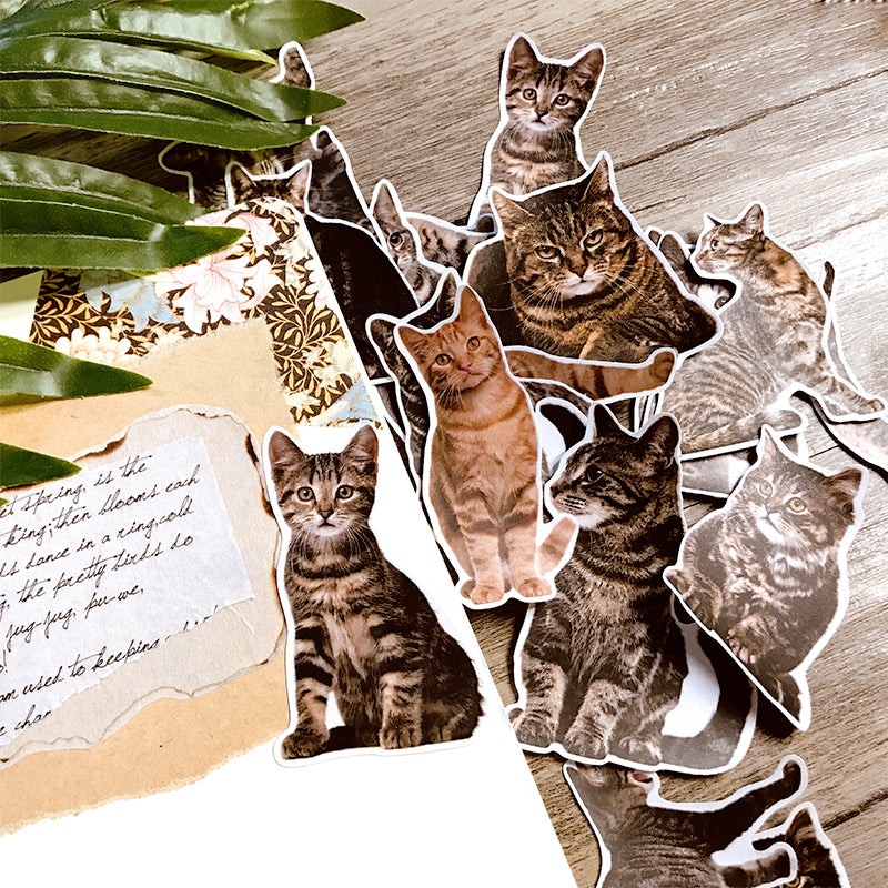 Cute Cat Kitten Adhesive Sticker a