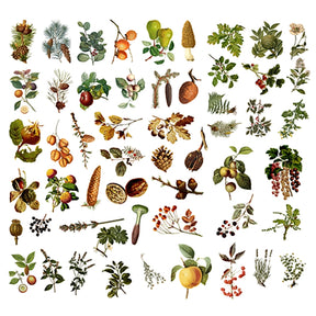 Nut And fruit Picture Book Hand Account Sticker 5