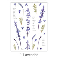 1. Lavender