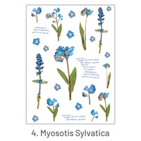 4. Myosotis sylvatica