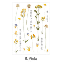 6. Viola