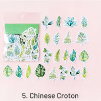 5. Chinese Croton
